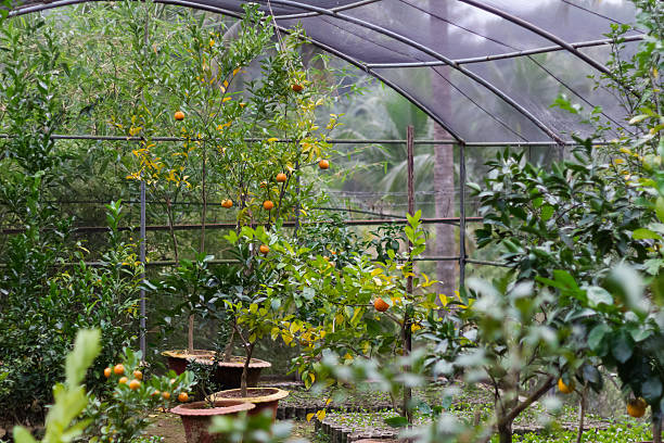 istock Orange Cultivation In Bangladesh 517868066