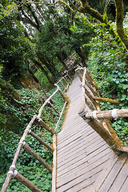 istock Wooden walkway in forest green 517868142