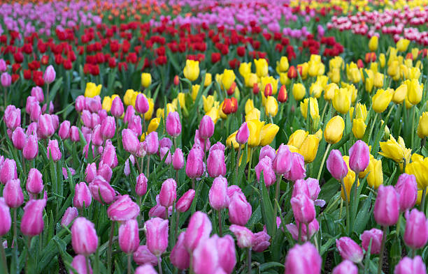 istock tulip flowers blooming in the garden 517869046