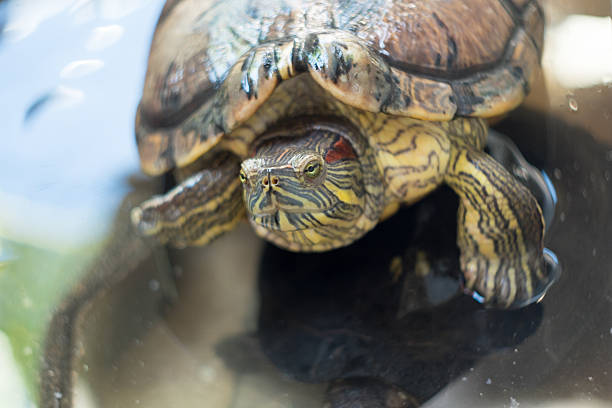 istock Turtles in pond Looking for You 517869282