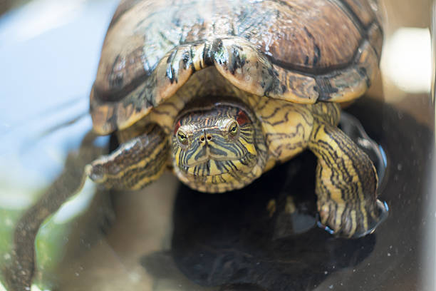 istock Turtles in pond Looking for You 517869338