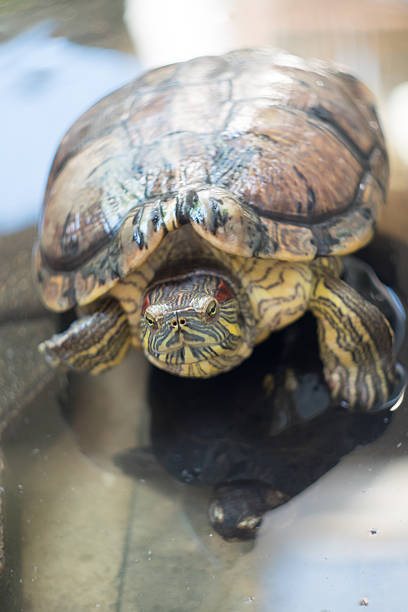 istock Turtles in pond Looking for You 517869414