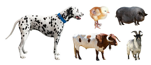 istock Dalmatian and other farm animals. Isolated over white 517869573