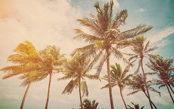 istock Coconut palm on sea beach with vintage effect. 517869684