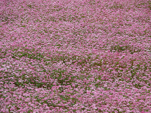 Closeup of a large buckwheat field with pink flowers in the Annapurna Himalayas, Nepal.