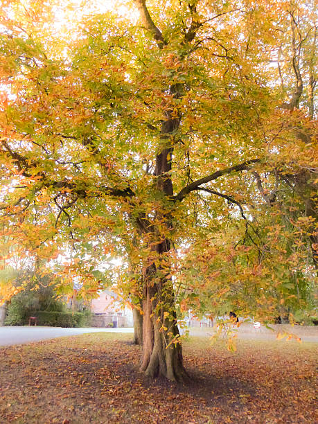istock Horse Chestnut Autumn Colors 517870267