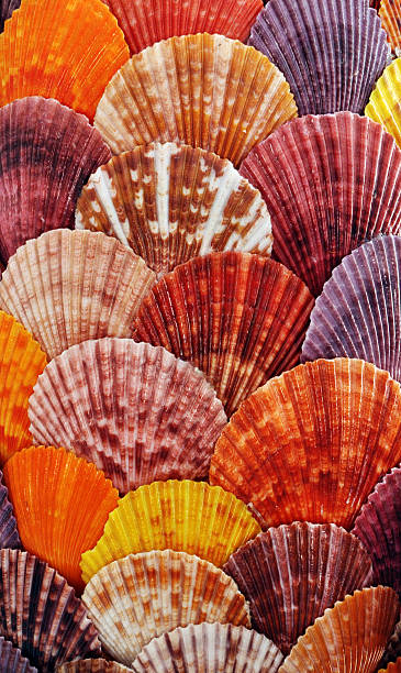 istock Bunch of seashells on still life. 517870439