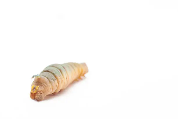 Photo of Hornworm on a white background