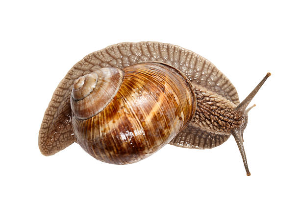 istock Top view of snail 517870907