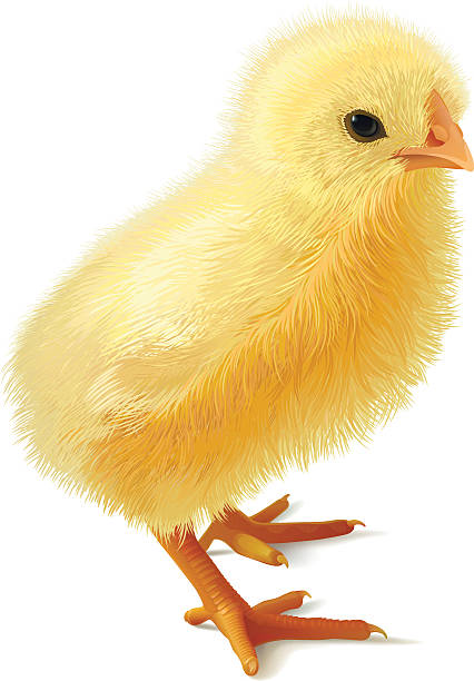 illustrazioni stock, clip art, cartoni animati e icone di tendenza di piccolo pollo. - newborn animal illustrations