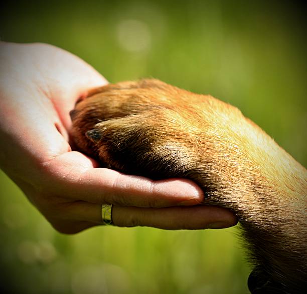 istock Dog´s paw and man´s hand 517871381
