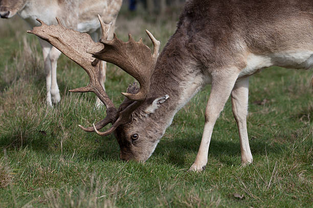 istock Fallow Deer Stag in profile with antlers eating grass 517871758