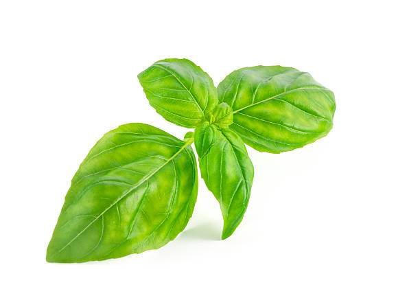 istock Fresh basil leaves isolated on white background 517871947