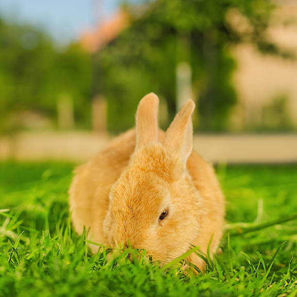istock Orange bunnie eating grass in backyard - square composition 517872231