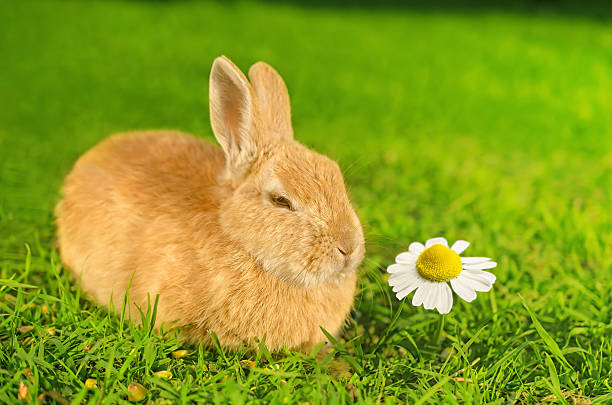 istock Orange domestic bunny smelling Chamomile flower 517872951