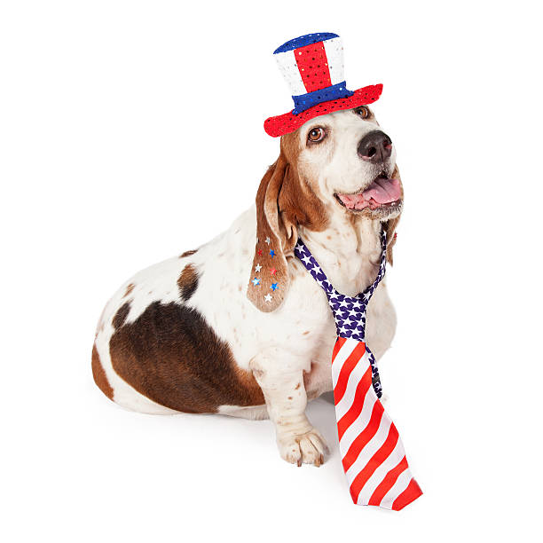 istock Basset Hound on Fourth of July 517873267