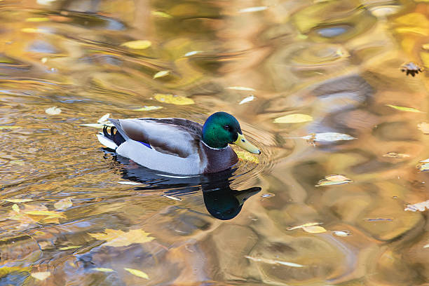 istock portrait of duck 517873520