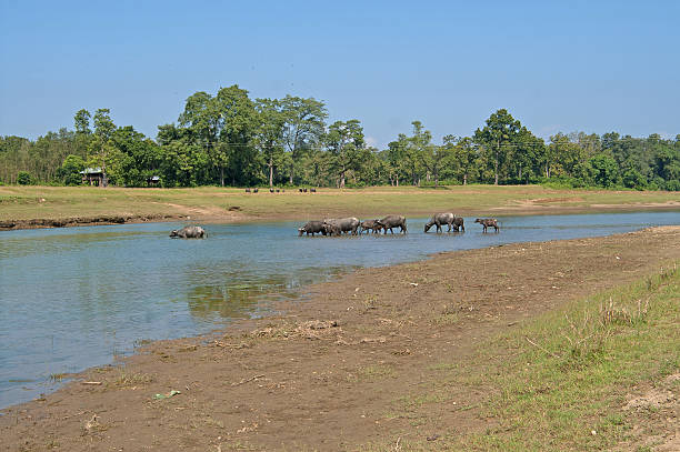 istock Buffalo herd crossing river in Chitwan national park, Nepal 517874104