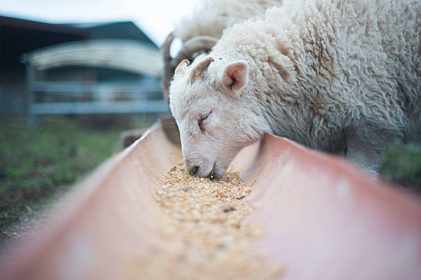 d " agneau manger repas en plein air au printemps - animals feeding photos et images de collection