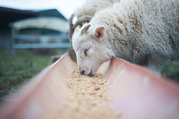 młody jagnięcina zjeść posiłek na świeżym powietrzu na wiosnę - animals feeding zdjęcia i obrazy z banku zdjęć