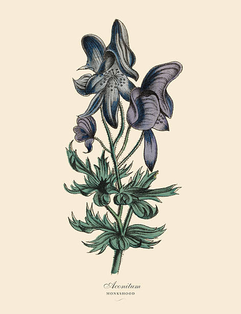 istock Aconitum or Monkshood Plant, Victorian Botanical Illustration 517874514