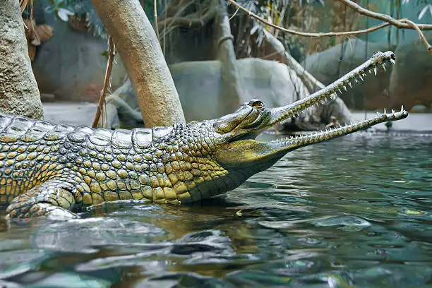 Photo of Green crocodile at the Zoo Prague
