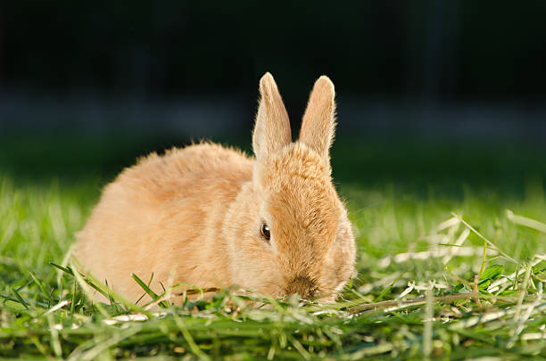 istock Orange domestic rabbit sitting in grass 517875081