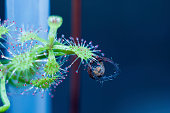 drosera-madagascariensis.jpg?b=1&s=170x170&k=20&c=376sEOtKbxxti9yoXmk7VJ-xGUgVnXAp7Ksh1lkRE-U=