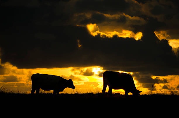istock Cow silhouettes at sunset 517875473