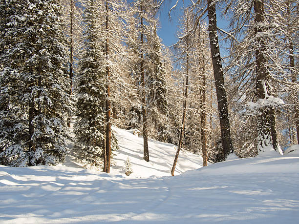 istock Fresh snow in a mountain forest, Swiss Alps, Engadine, Switzerland 517875521