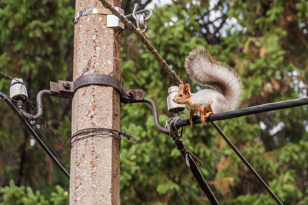 squirrel portrait electric cable stock photo