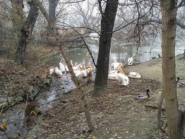 istock Pelicans and ducks next to a lake 517876600
