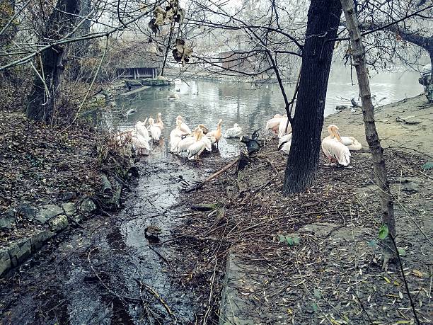 istock Pelicans and ducks next to a lake 517876636