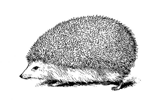 Hedgehog - Victorian engraving Victorian engraving of a hedgehog. From “A Night in the Woods and other Tales and Sketches” by James Weston with illustrations by various illustrators. Published by Sampson, Low, Marston and Company Ltd, London, in 1894. hedgehog stock illustrations
