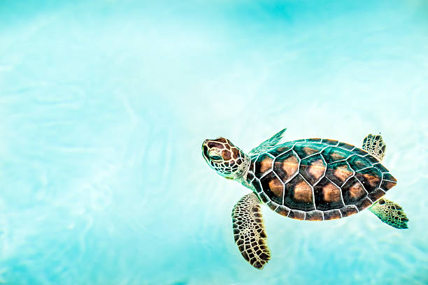 istock Close up of cute turtle 517876998