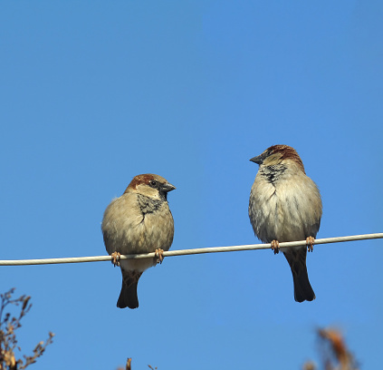 Two sparrows on a wire against blue sky
