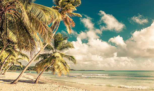 istock Caribbean beach in Dominican Republic 517877174