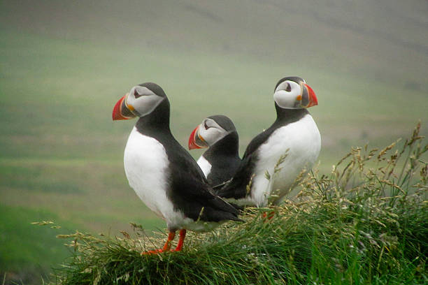 istock Three puffins in a foggy landscape 517877323