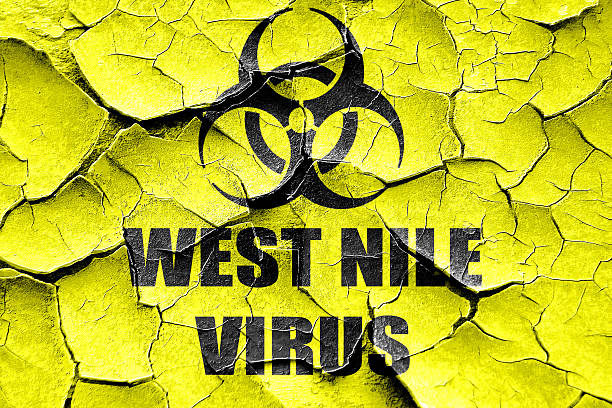 Grunge cracked West nile virus concept background stock photo
