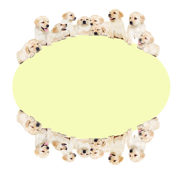 istock group of puppies, looking 517892558