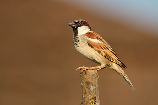 sparrow, perched on a log, drowsing