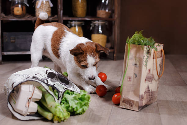 istock Dog Jack Russell Terrier in the interior 517893588