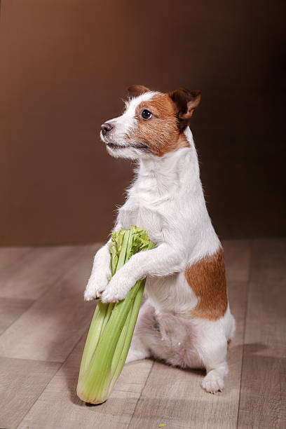 istock Dog Jack Russell Terrier in the interior 517893694