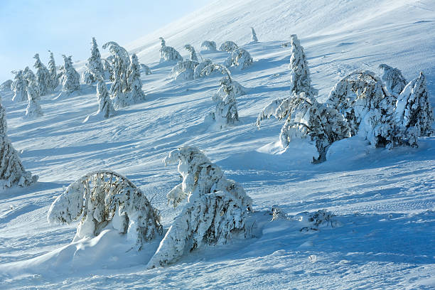 istock Icy snowy fir trees on winter hill. 517893728