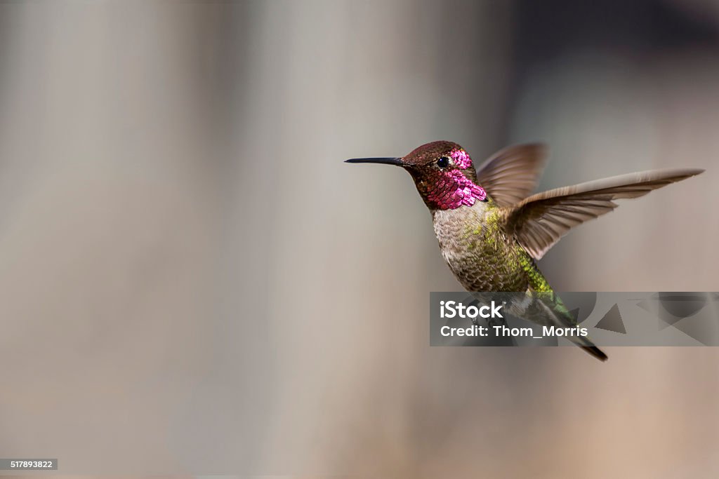 Anna's Hummingbird with Pollen An Anna's Hummingbird hovers in the morning sun. Hummingbird Stock Photo