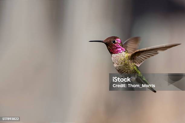 Annas Hummingbird With Pollen Stock Photo - Download Image Now - Hummingbird, Anna's Hummingbird, Bird