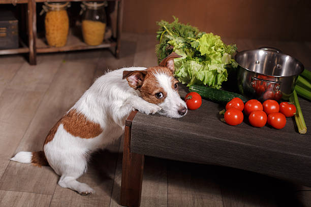 istock Dog Jack Russell Terrier in the interior 517894028