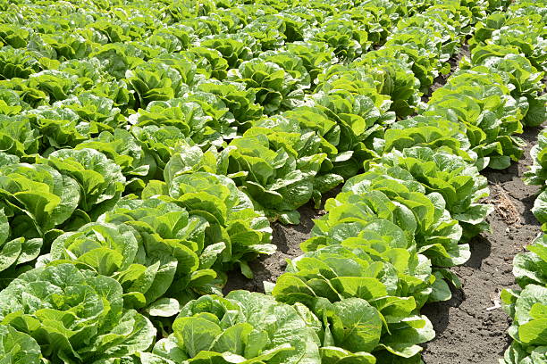 istock fresh green lettuce crobs 517894750
