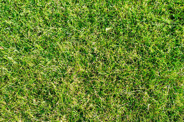 istock Texture of green grass 517894783