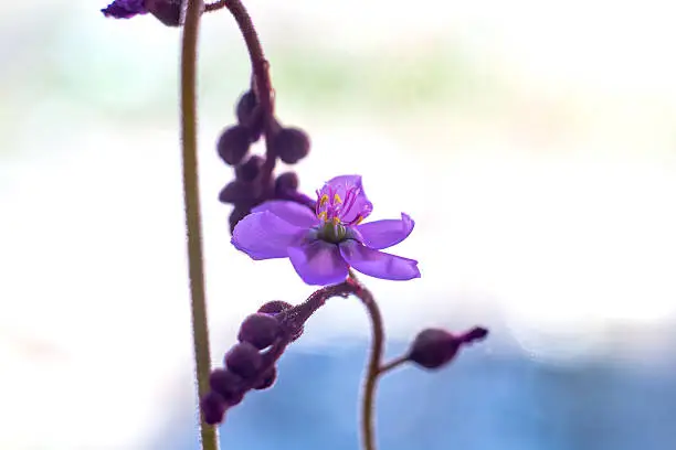 drosera aliciae flower